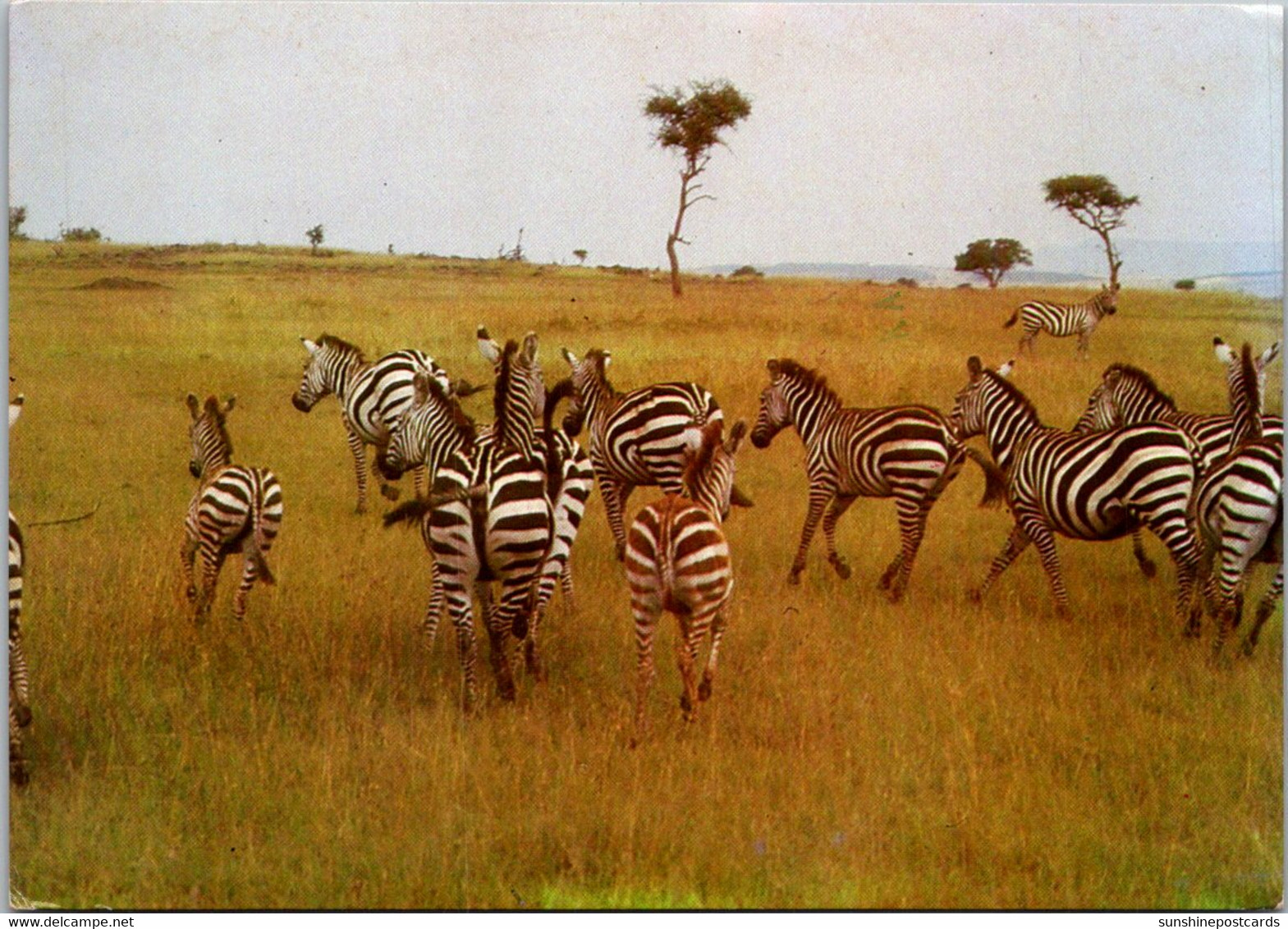 Zebra Herd Kenya - Zebras