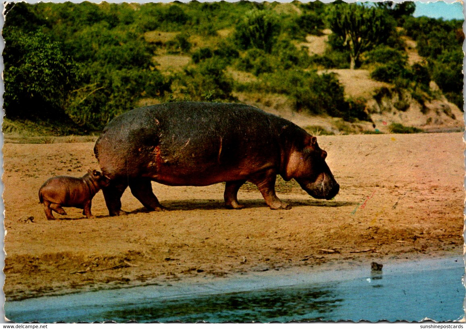 Hippopotamus And Baby Kenya Africa 1972 - Ippopotami