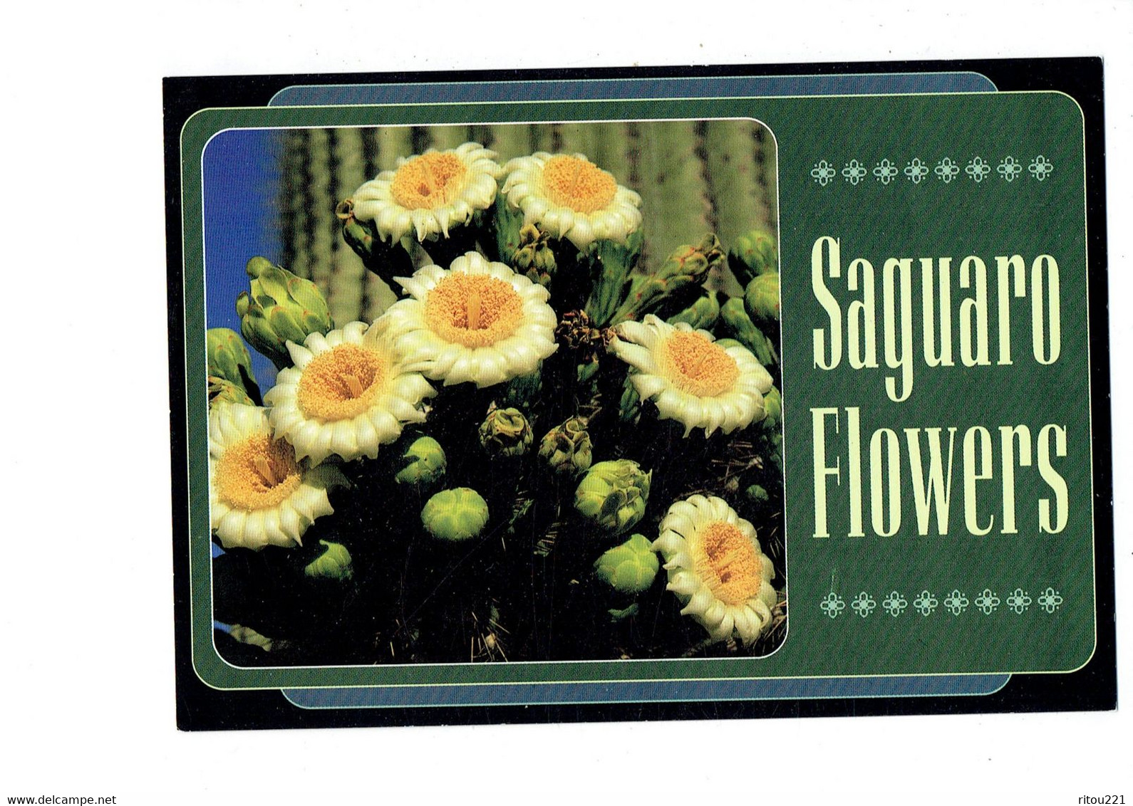 Cpm - SAGUARO FLOWERS - Arizona - Fleur Cactus - Cactusses