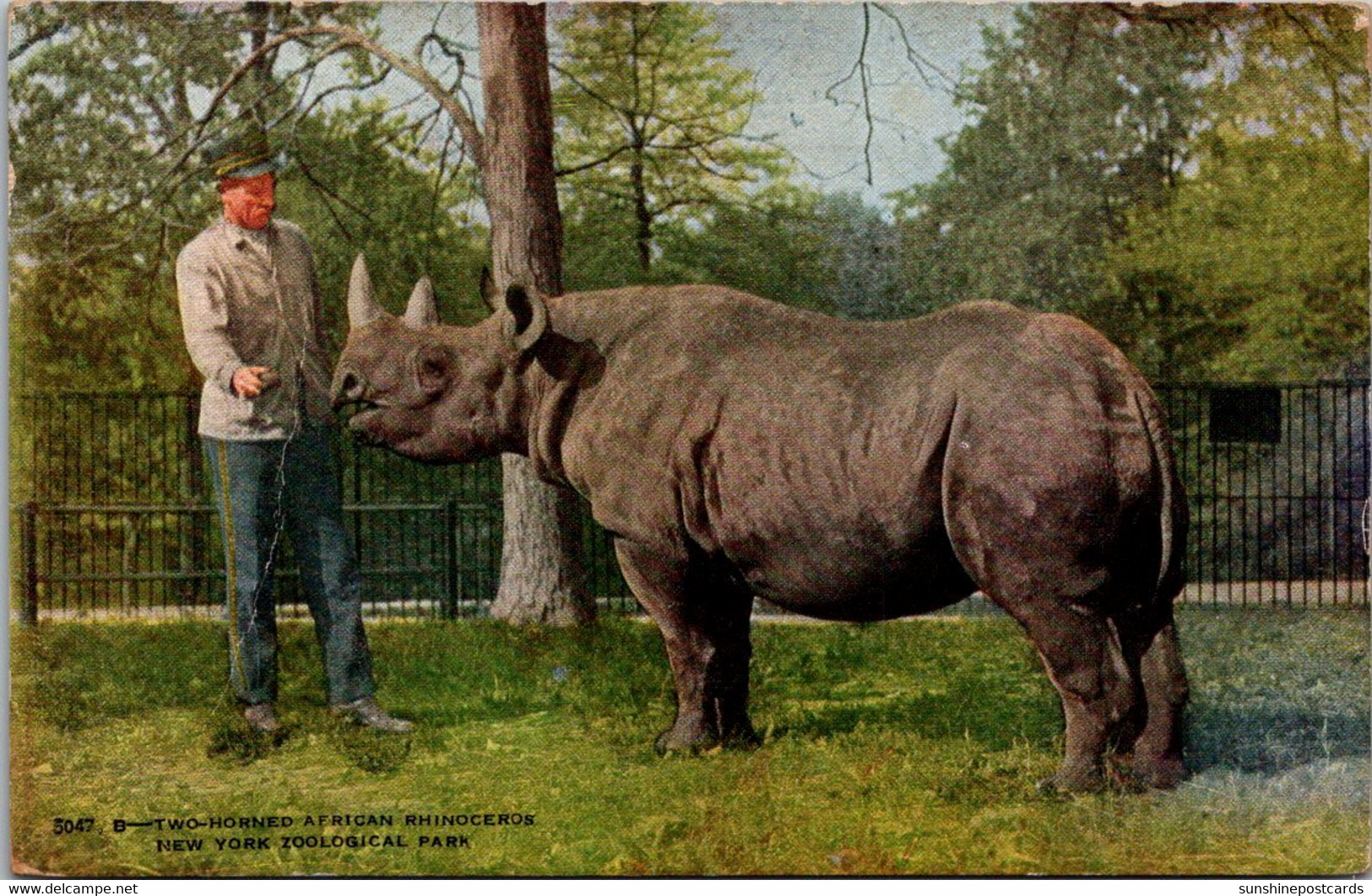 New York Zoological Park Two Horned African Rhinocerus - Bronx