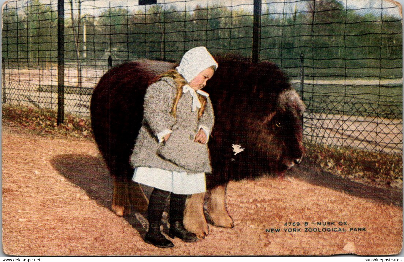 New York Zoological Park Musk Ox - Bronx