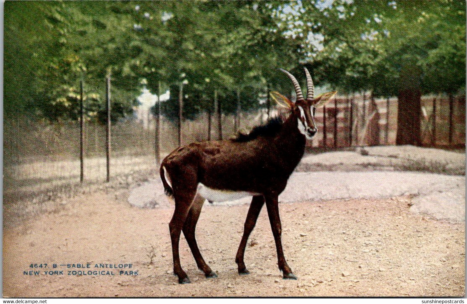 New York Zoological Park Sable Antelope - Bronx