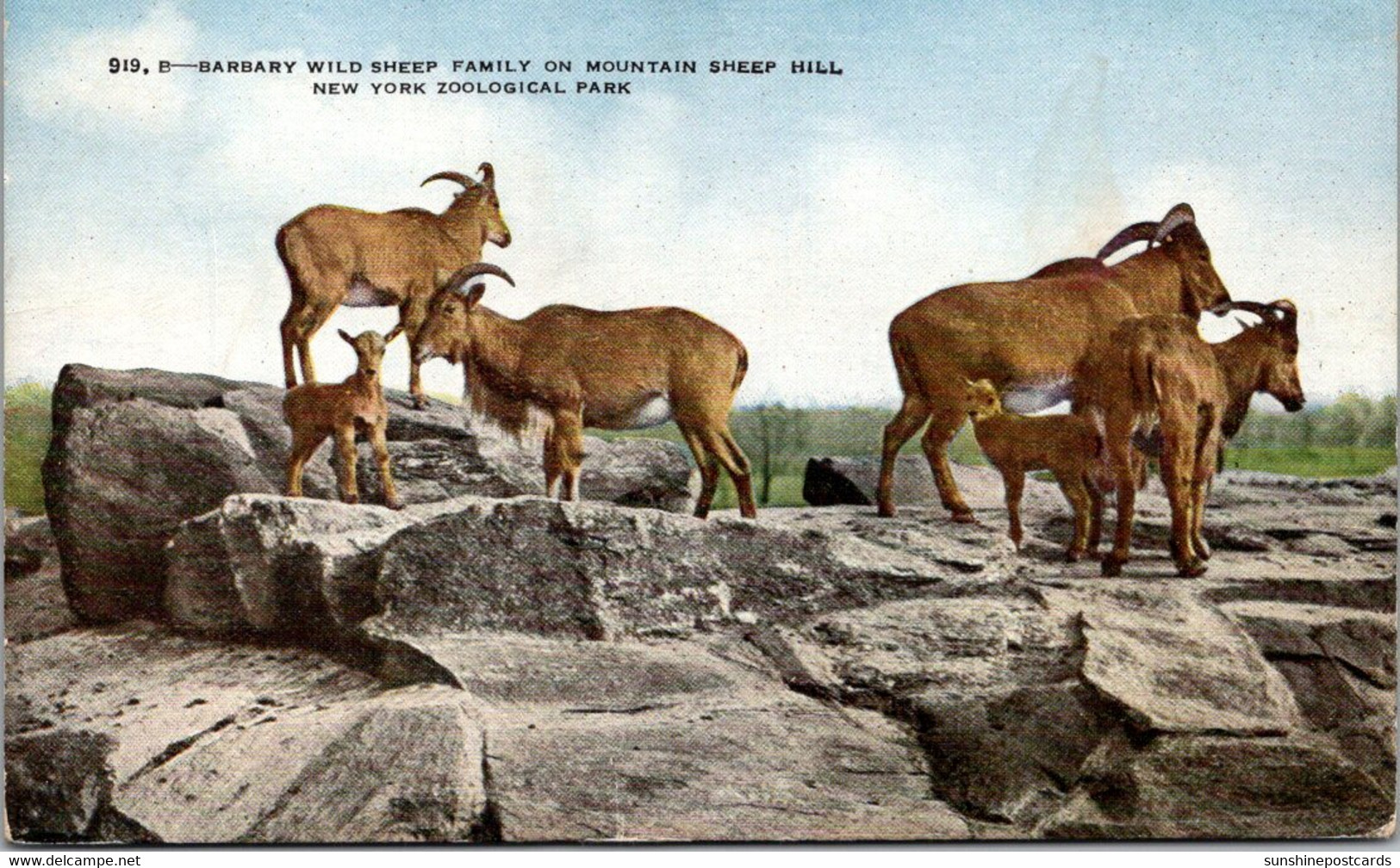 New York Zoological Park Barbary Wild Sheep Family On Mountain Sheep Hill - Bronx