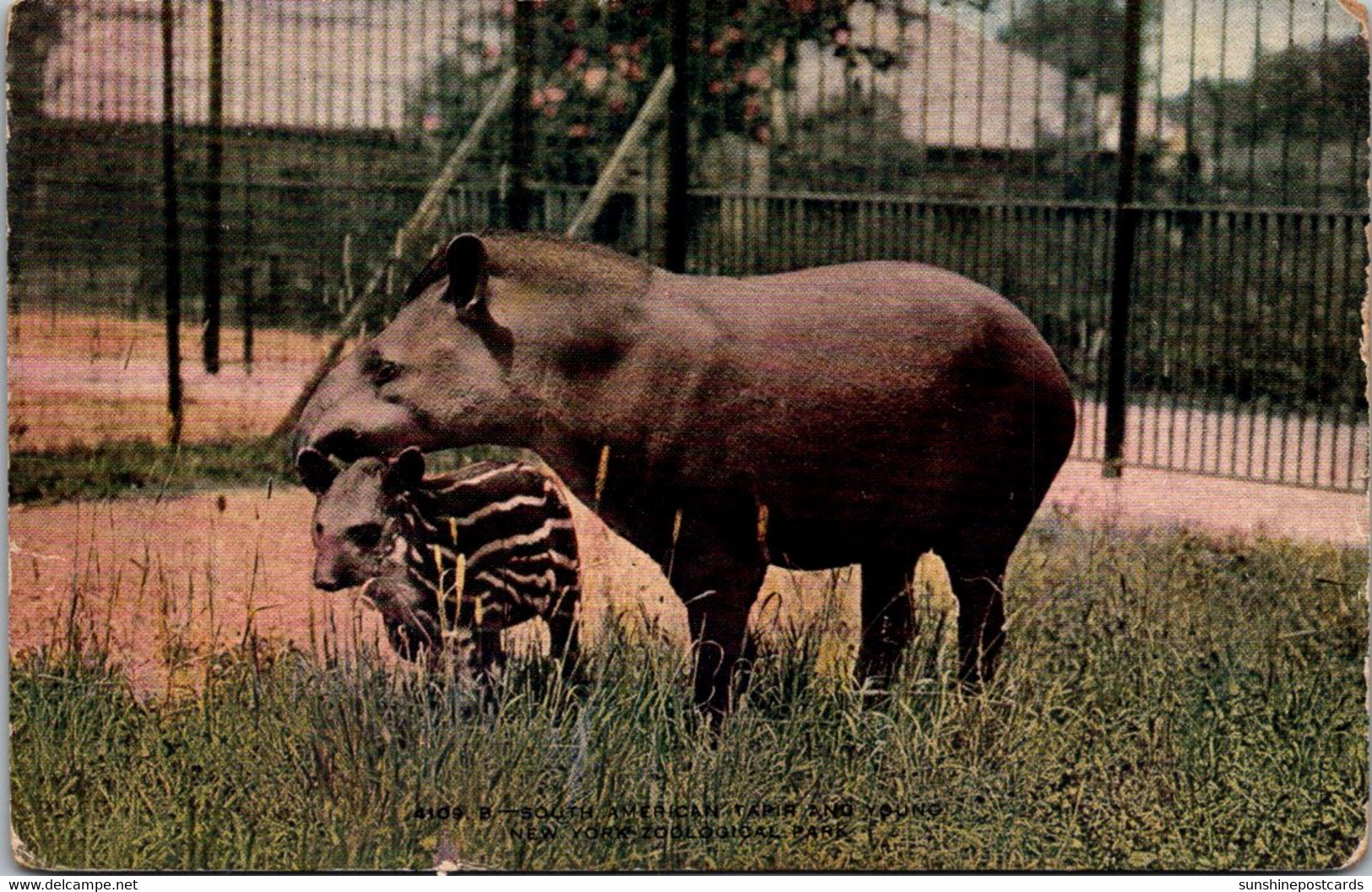 New York Zoological Park South American Tapir And Young - Bronx