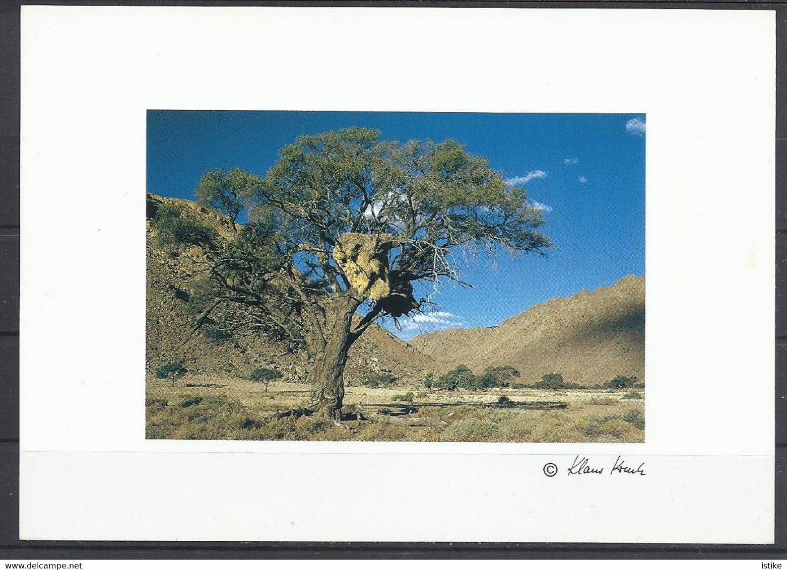 Namibia, Kameldornbaum-Vachelia Erioloba, By Klaus Kreutz.. - Namibië
