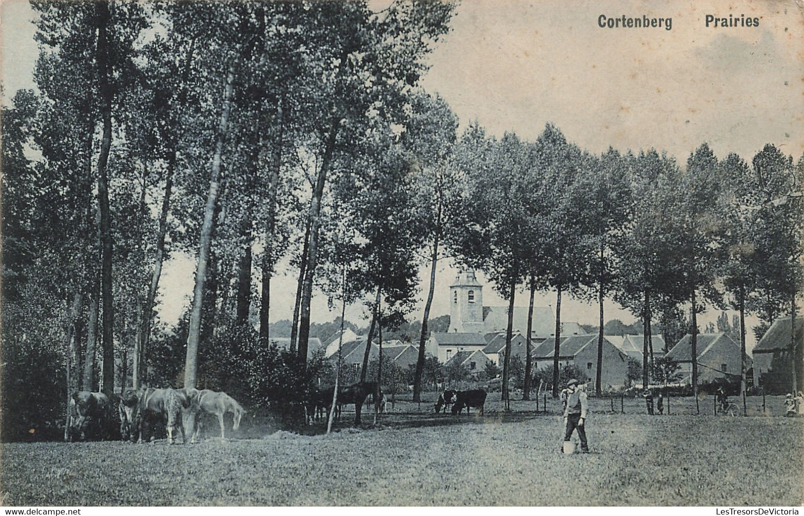 CPA - Belgique - Cortenberg - Prairies - Animé - Cheval - Clocher - Vache - Sonstige & Ohne Zuordnung