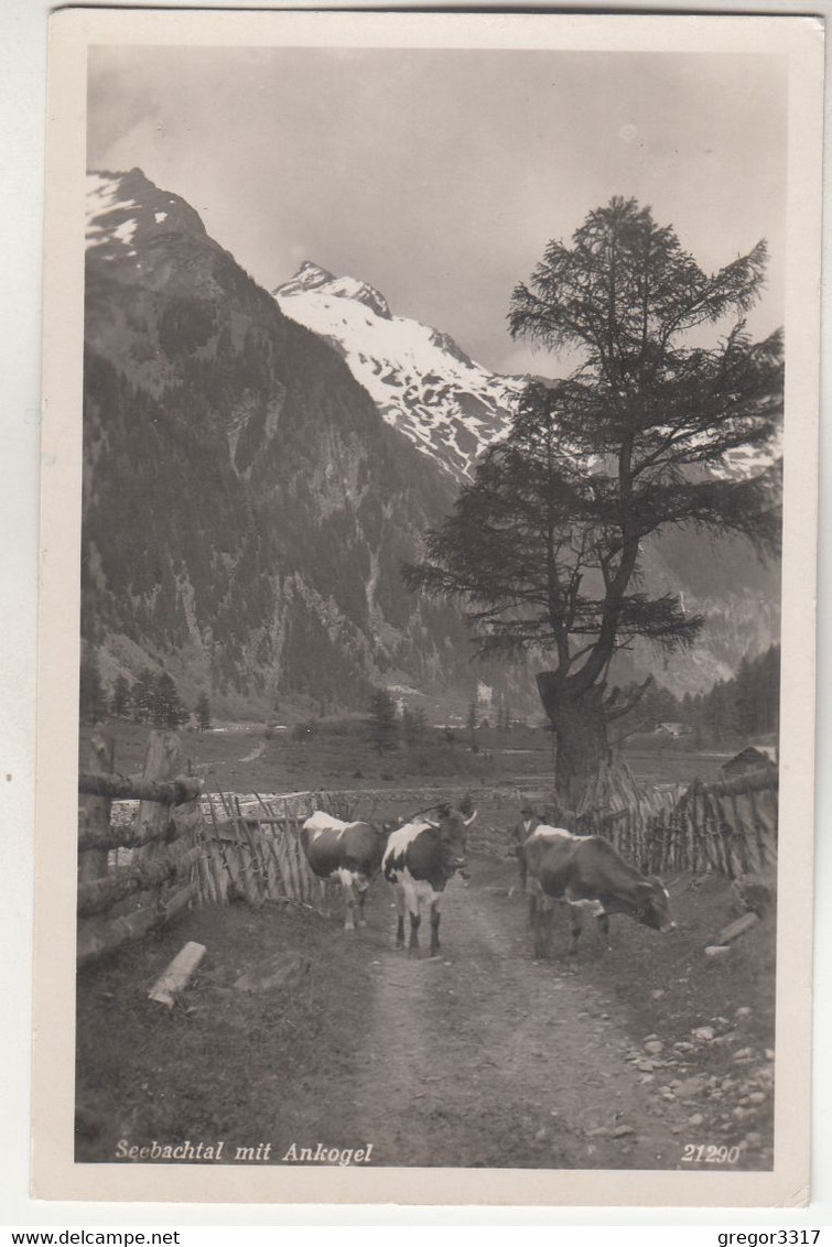 C3421) SEEBACHTAL Mit ANKOGEL - Kühe Am Weg ALT - Mallnitz