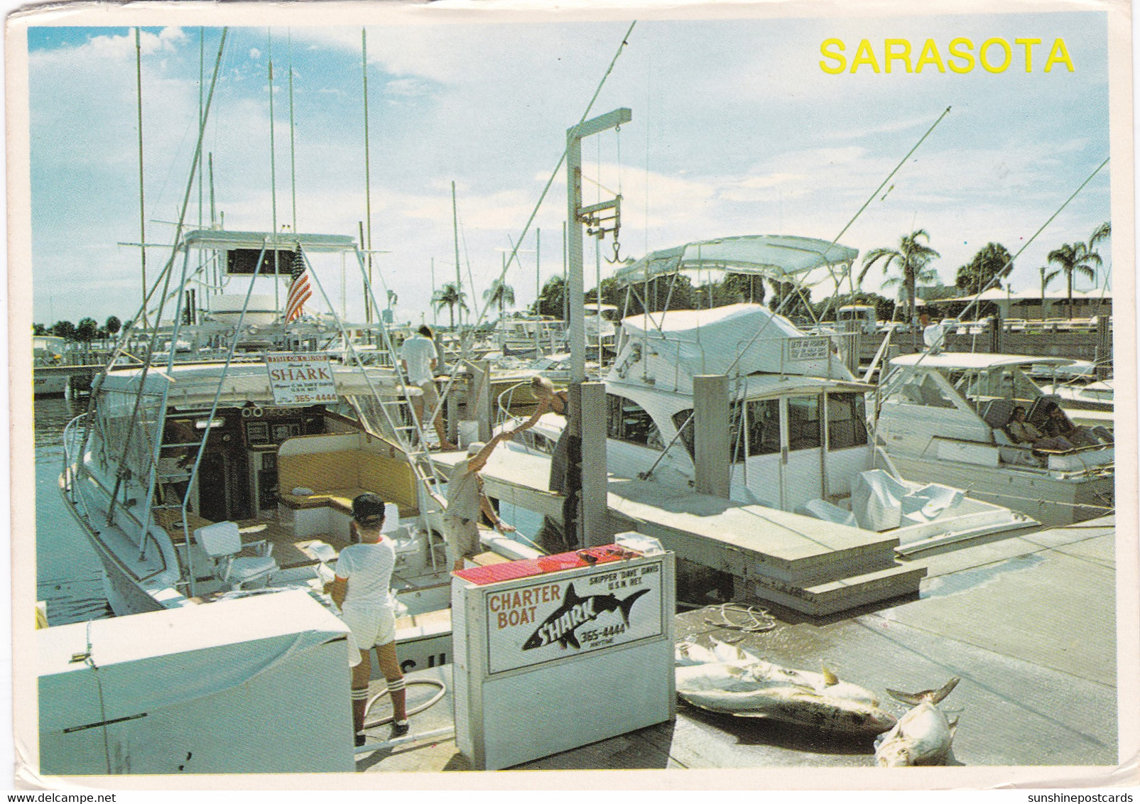 Florida Sarasota Yacht Basin Charter Boat Shark - Sarasota