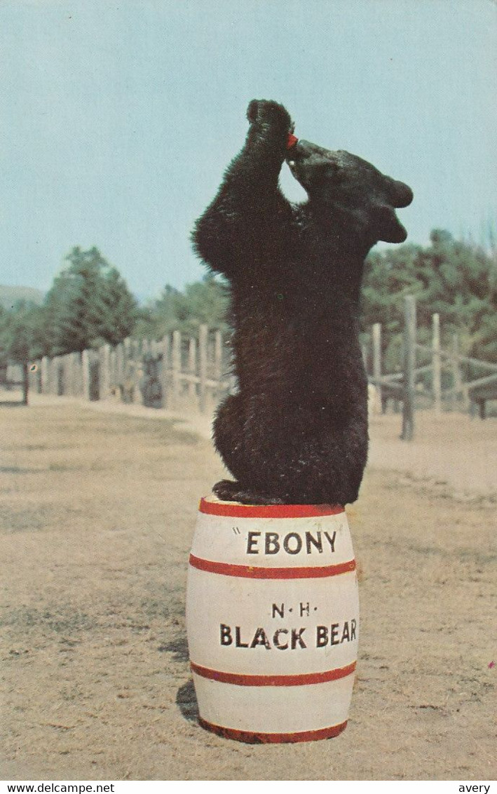 Clark's Trading Post, North Woodstock, New Hampshire Ebony Black Bear - White Mountains