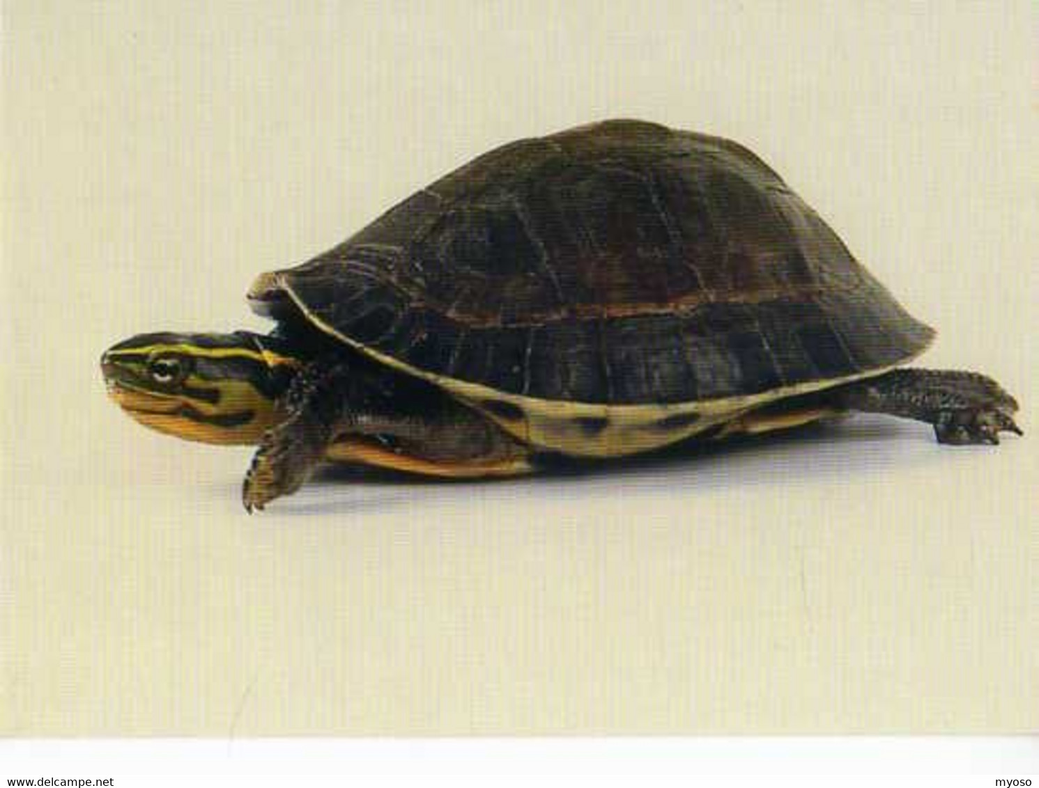 Tortue Boite De Malaisie WWF - Tortues