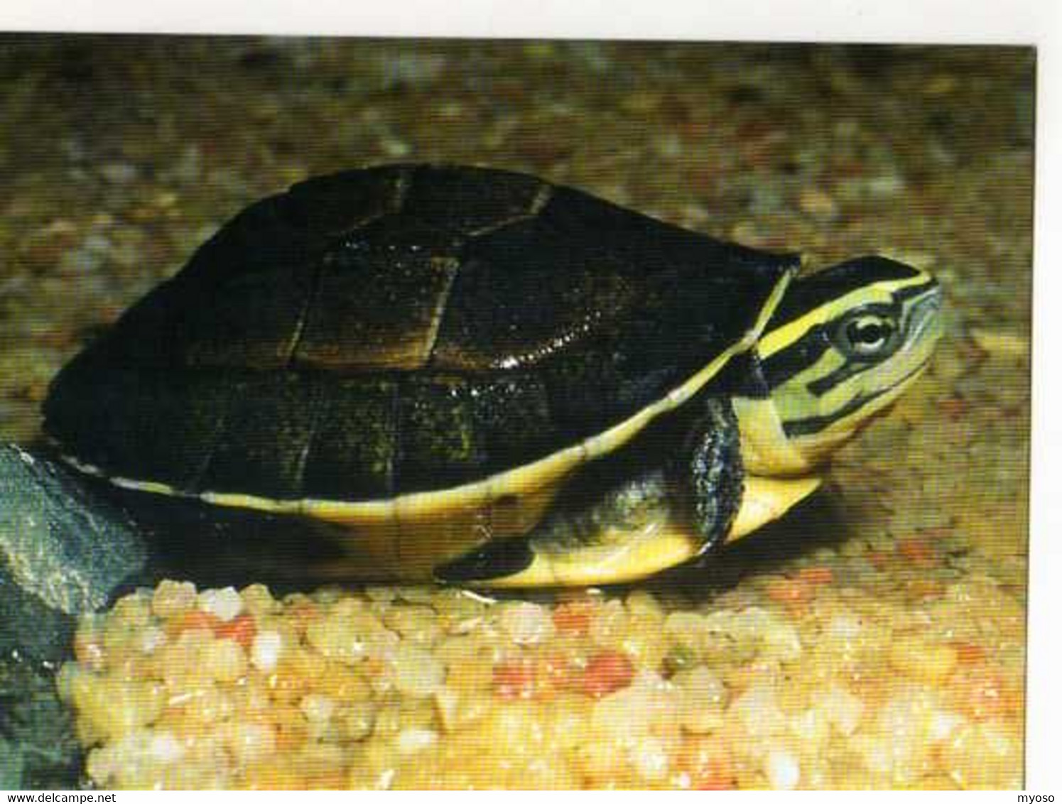 Tortue Boite De Malaisie WWF - Tartarughe