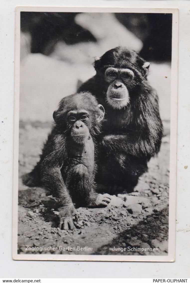 1000 BERLIN - TIERGARTEN, ZOO, Schimpansen - Hohenschönhausen