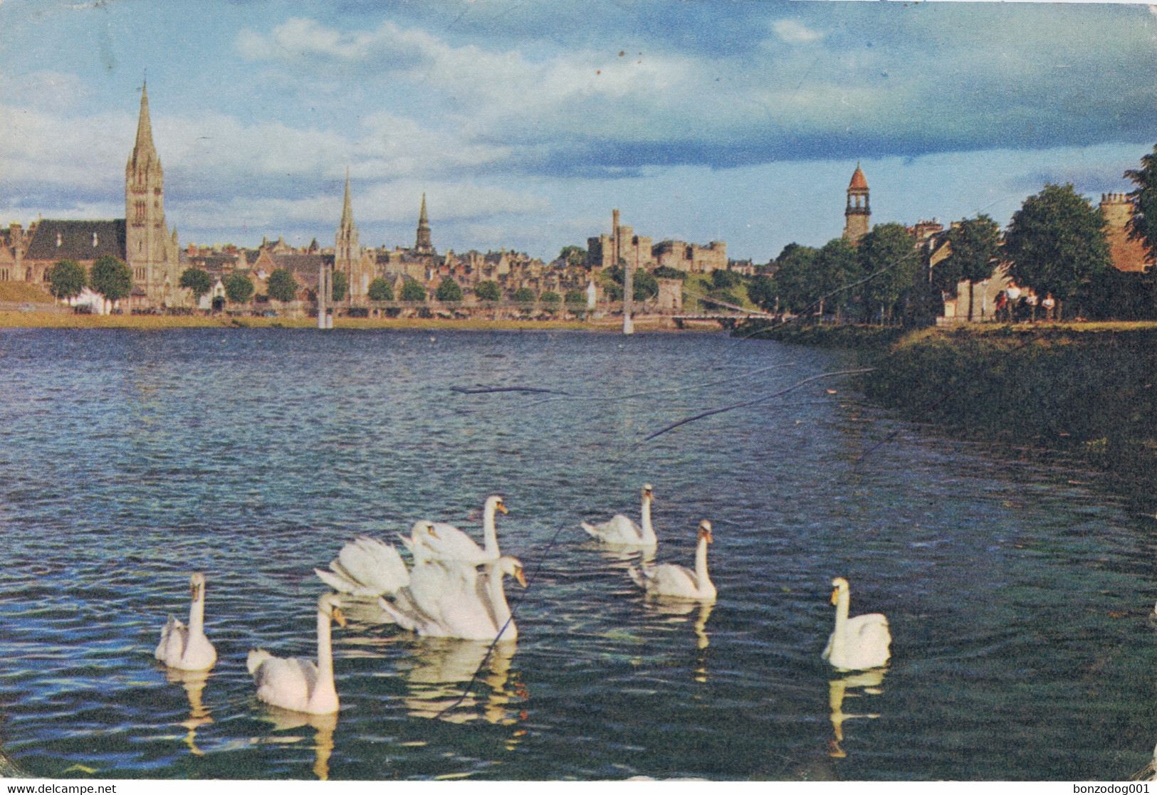 Swans On The Ness, Inverness - Inverness-shire