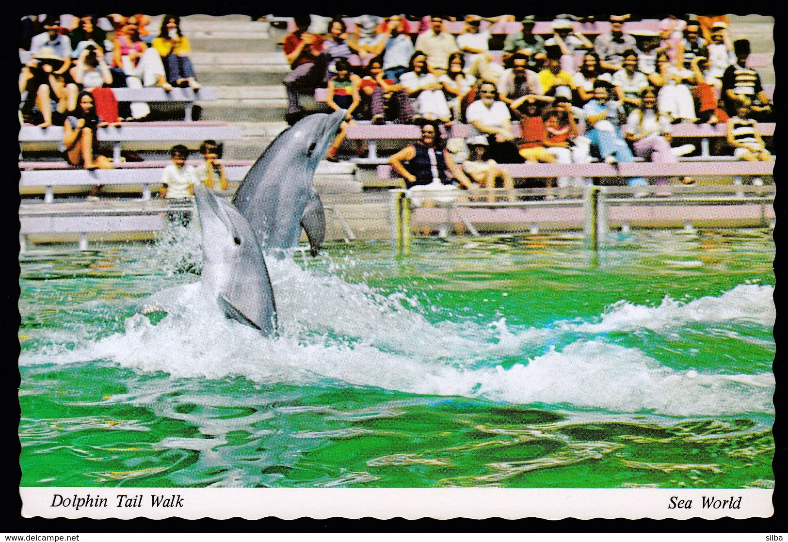 USA United States / Dolphin Tail Walk, Dolphin Show, Sea World, San Diego, California / Unused, Uncirculated - San Diego