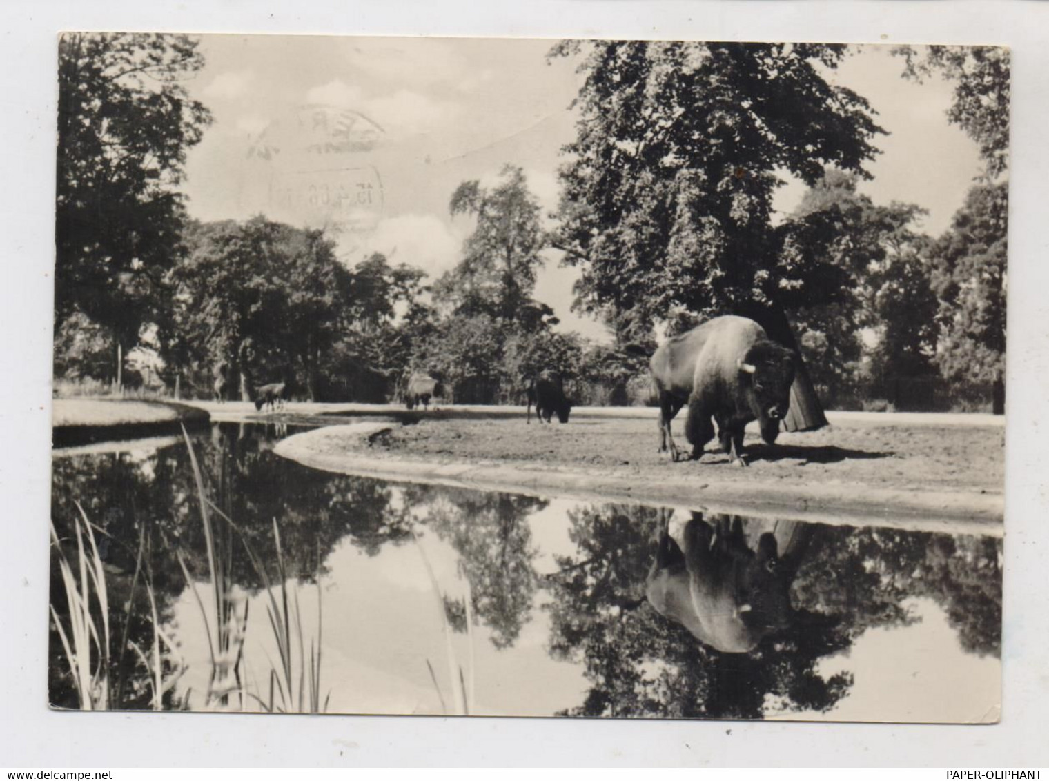 1000 BERLIN - FRIEDRICHSFELD, Tierpark Berlin (Zoo), ,Bison, 1966 - Hohenschönhausen