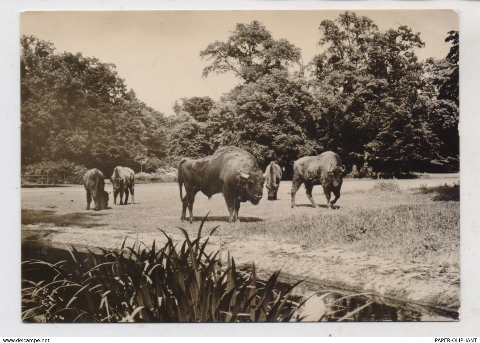 1000 BERLIN - FRIEDRICHSFELD, Tierpark Berlin (Zoo),, Wisente, 1963 - Hohenschoenhausen