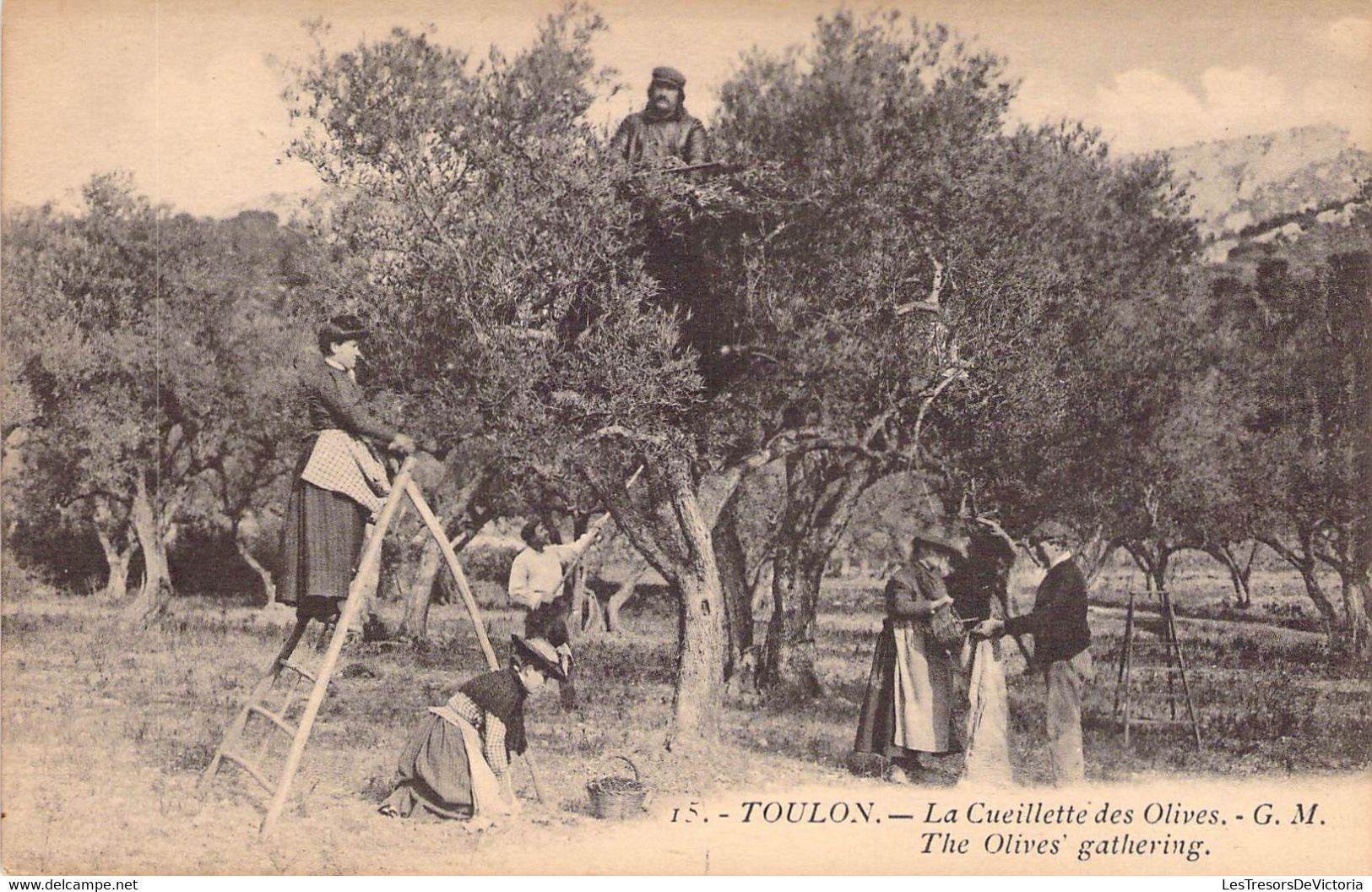 CPA Thèmes - Agriculture - Toulon - La Cueillette Des Olives - G. M. - The Olives Gathering - Animée - Métiers - Autres & Non Classés