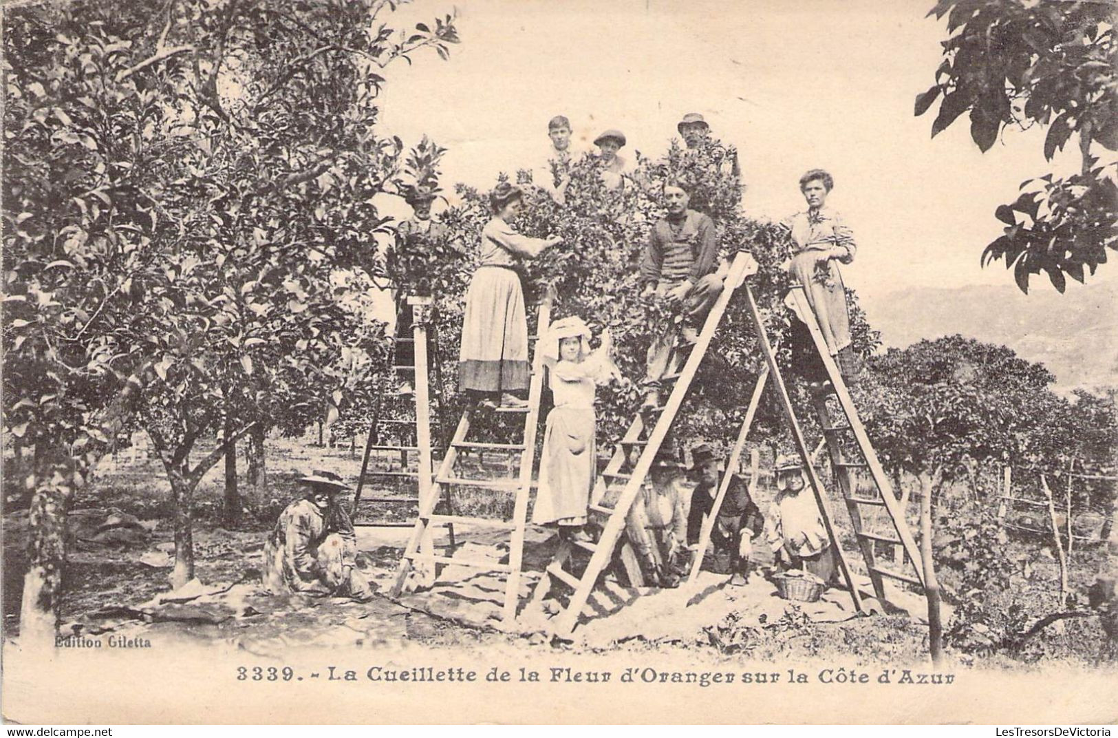 CPA Thèmes - Agriculture - Toulon - La Cueillette De La Fleur D'oranger Sur La Côte D'Azur - Edition Giletta - Animée - Autres & Non Classés