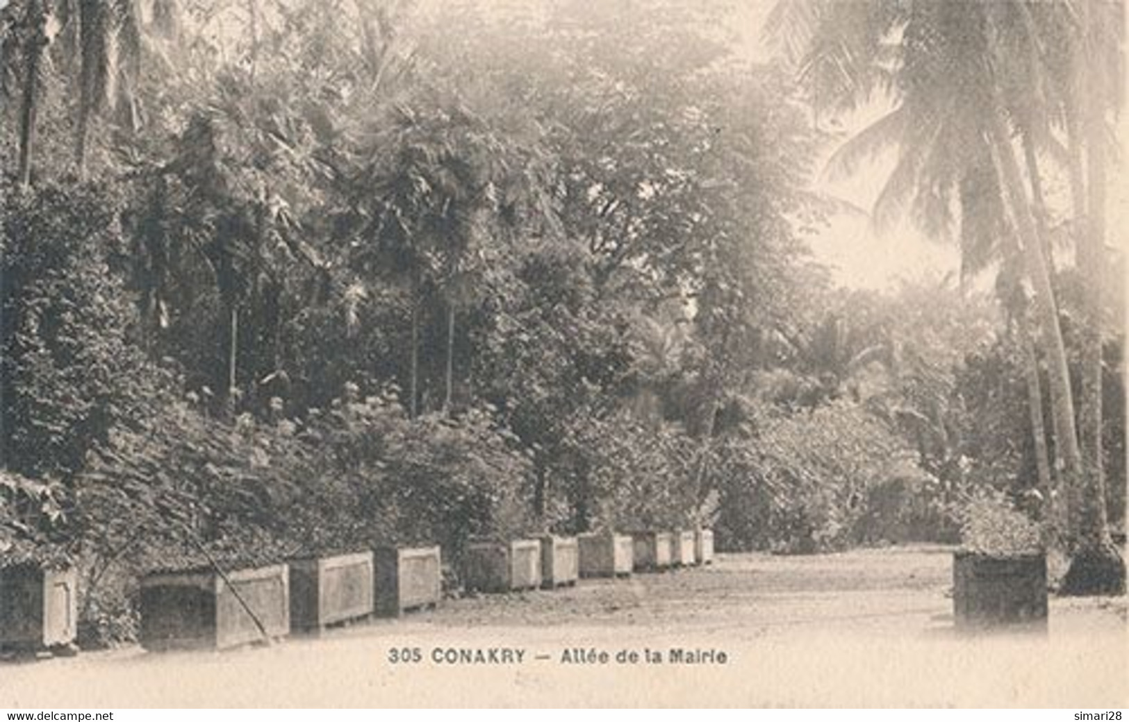 CONAKRY - N° 305 - ALLEE DE LA MAIRIE - Guinée Française