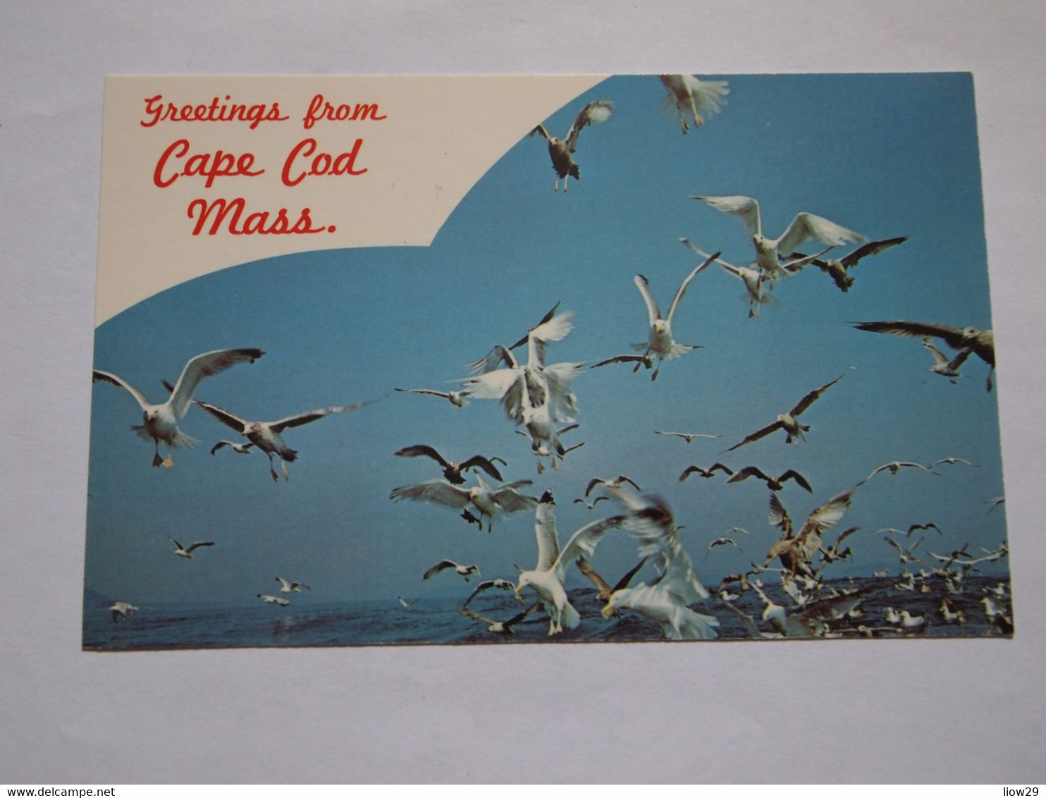 CPA USA Massachusetts Cape Cod - Cape Cod