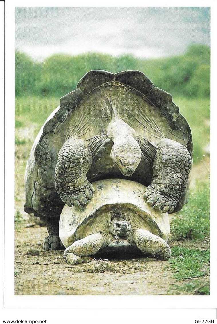 CP GIANT TORTOISES -geochelone Elephantopus, Galapagos -11x16cm - Turtles