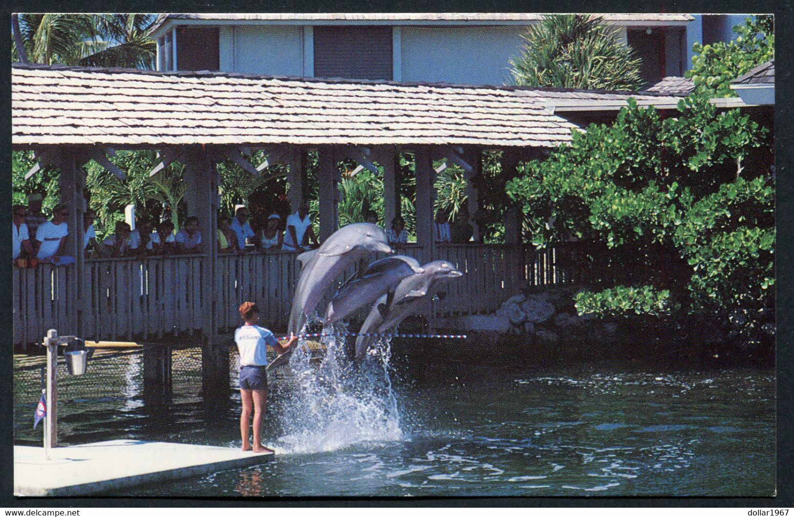 Key Largo, Florida , Ocean Reef Club Popular Performing Dolphins. - Not  USED  - 2 Scans For Condition.(Originalscan !!) - Key West & The Keys