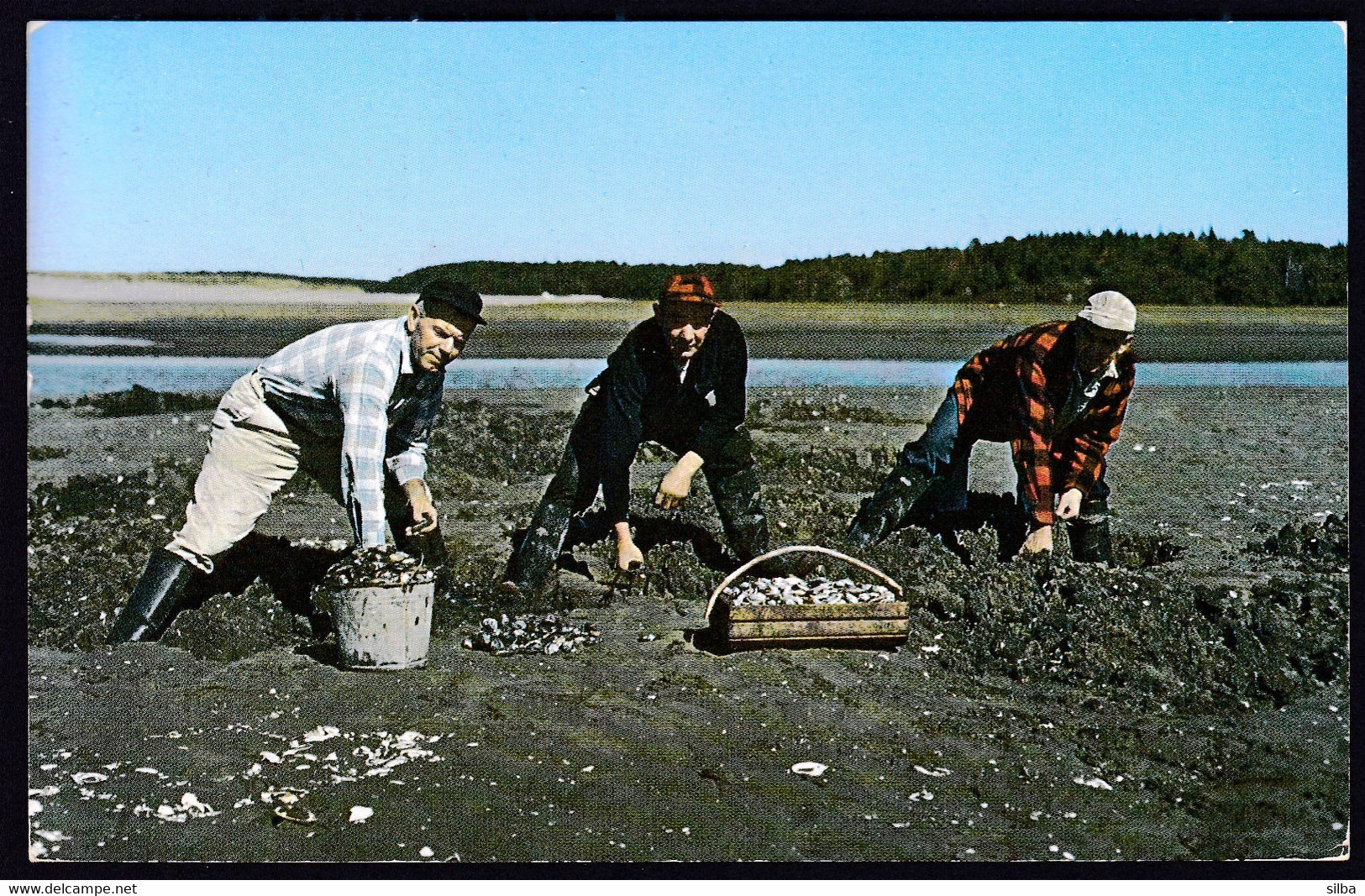 USA United States Poland Spring 1972 / Digging For Maine Steamer Clams, A Seafood Treat,  Shell / Little River - Altri & Non Classificati