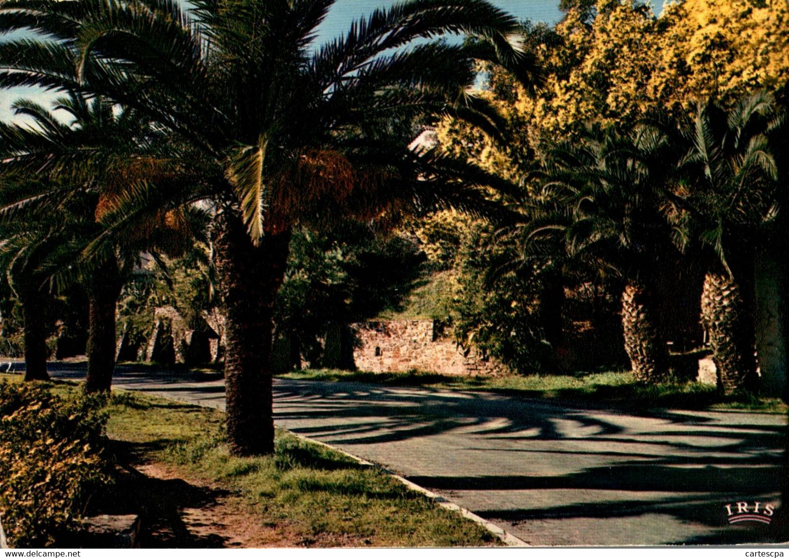 Le Rayol Palmiers Et Mimosas         CPM Ou CPSM - Rayol-Canadel-sur-Mer