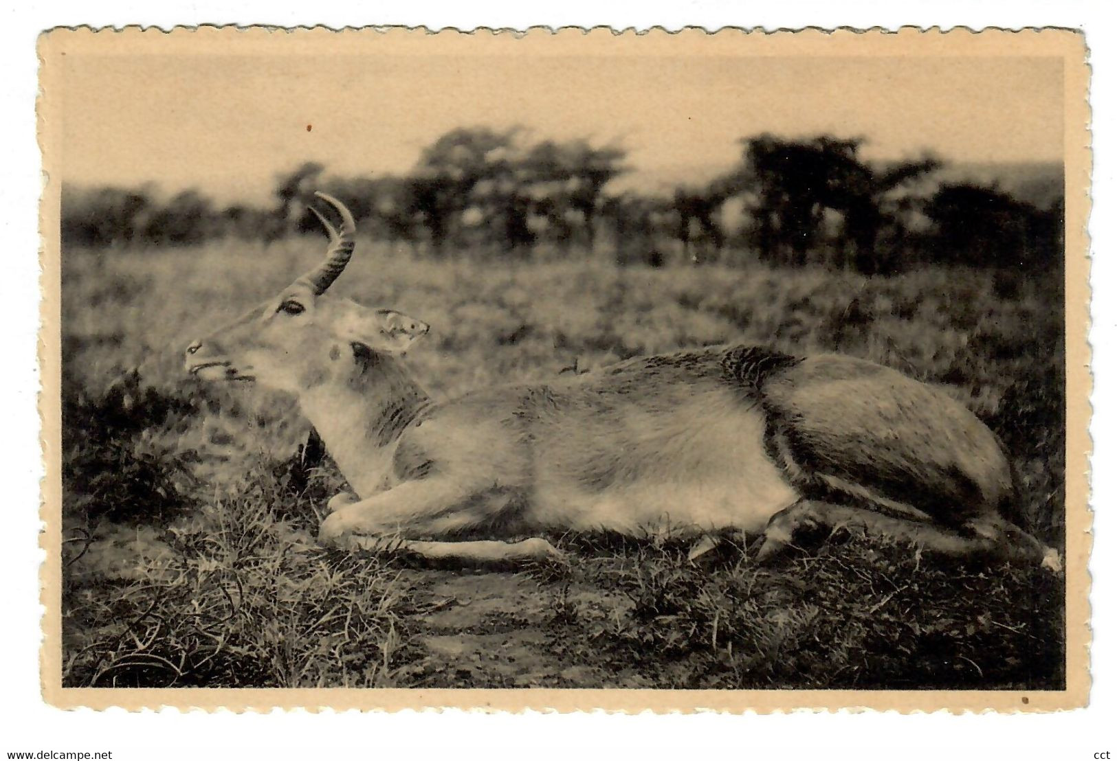 Ruanda-Urundi  Antilope Reedbuck Mâle - Ruanda- Urundi