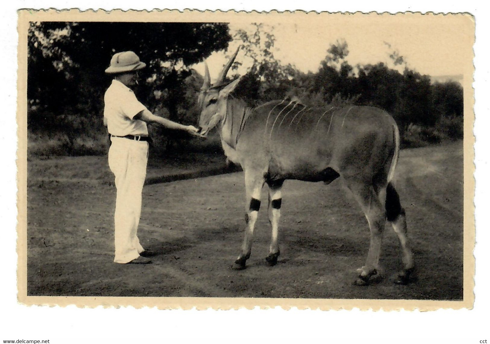 Ruanda-Urundi   Antilope Elan - Ruanda-Burundi