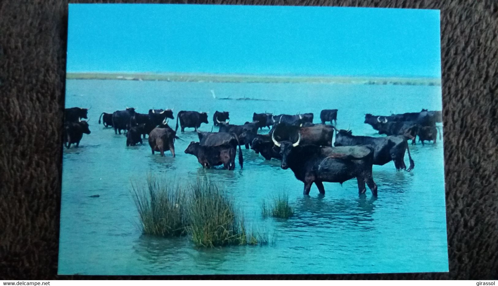 CPSM EN CAMARGUE PAYS DU CIEL BLEU ET DES MIRAGES MANADE DE TAUREAUX ED DE FRANCE - Taureaux