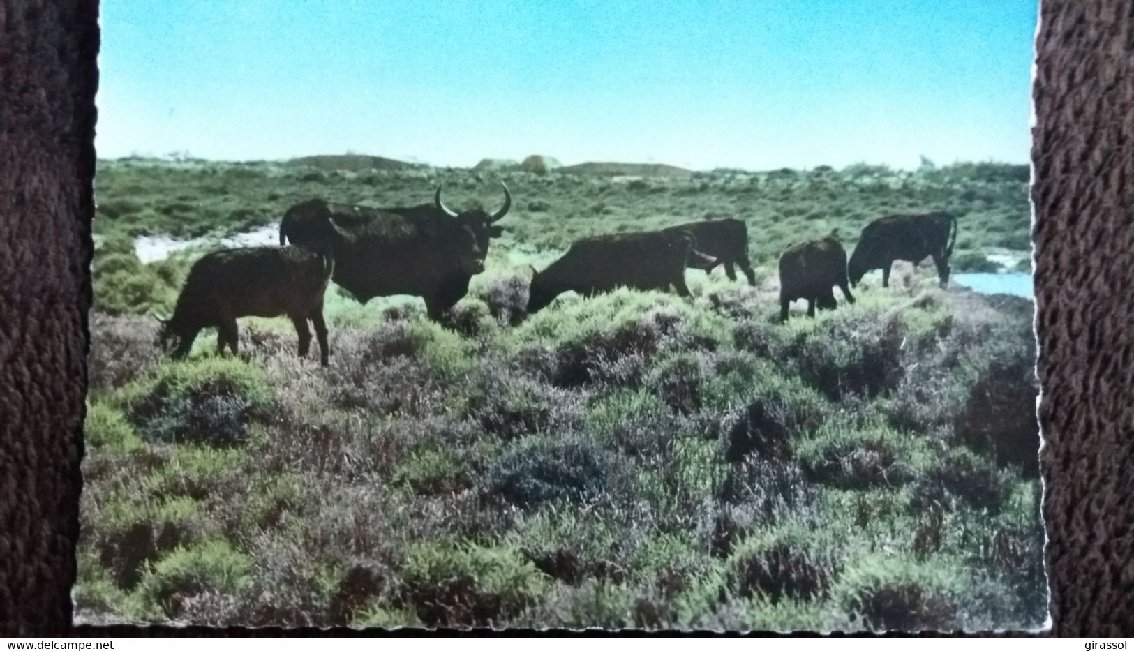 CPSM EN CAMARGUE  TAUREAU TAUREAUX EN LIBERTE ED 7 COULEUR - Tauri