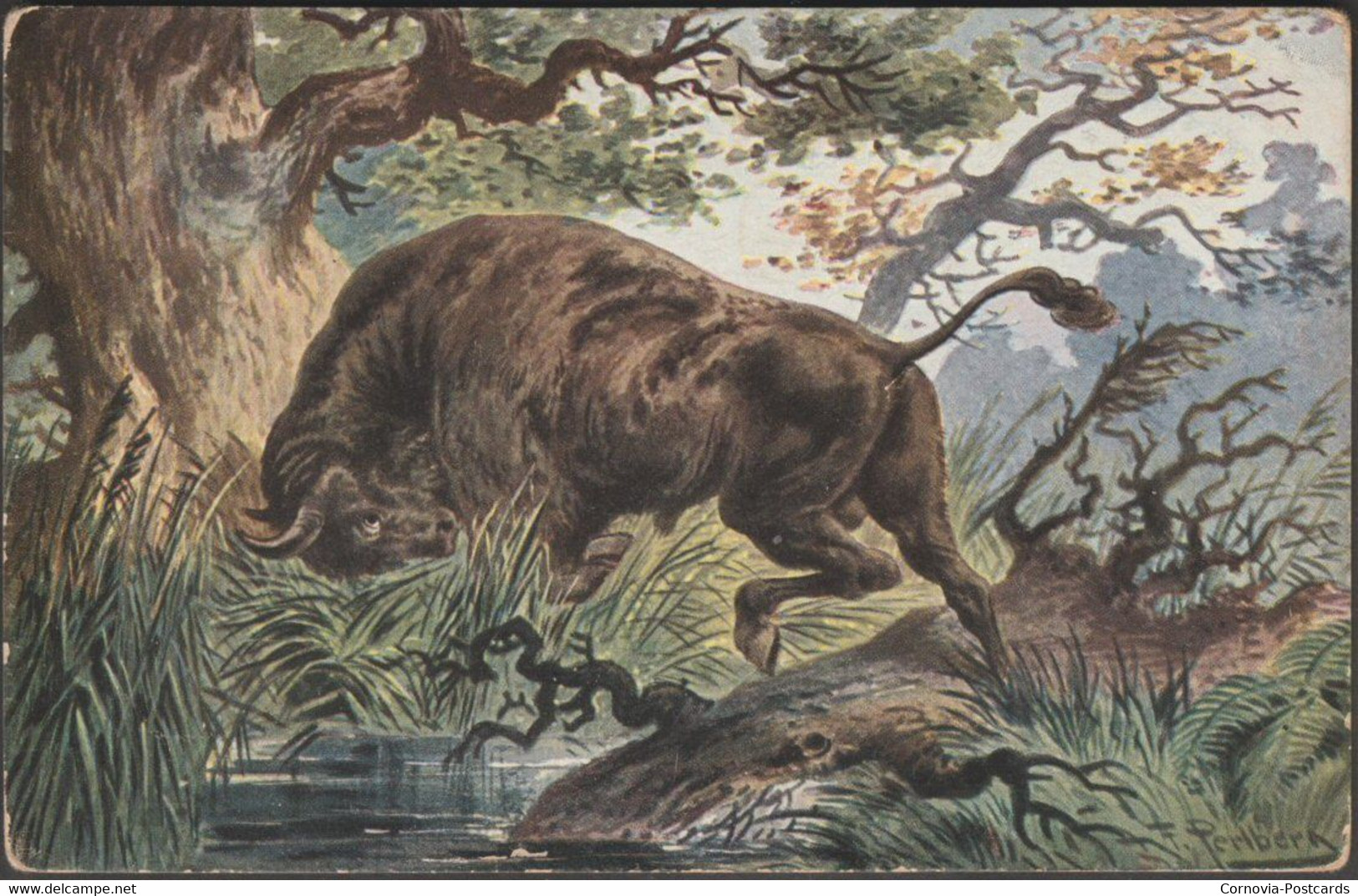 Friedrich Perlberg - The Wild Bull, C.1902 - Tuck's Postcard - Perlberg, F.