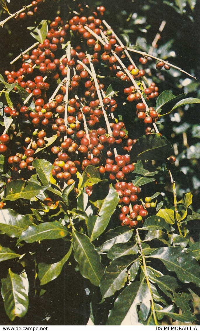 Costa Rica - Coffee Berries - Costa Rica