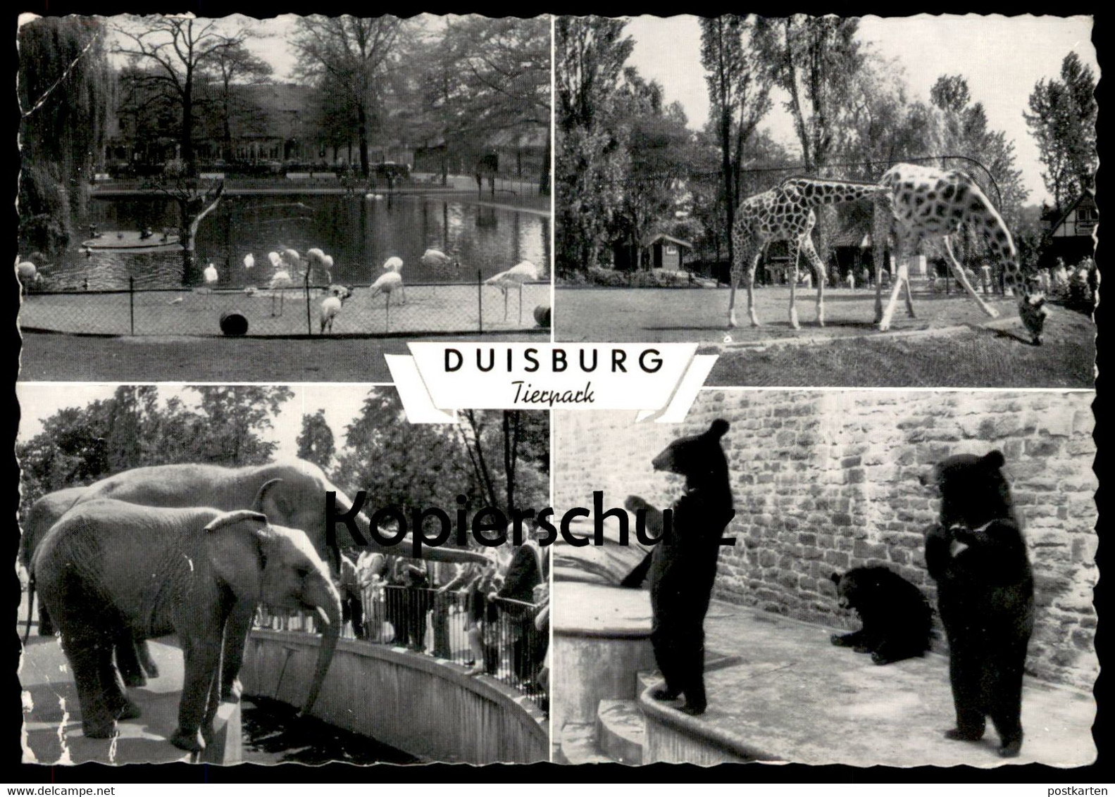 ÄLTERE POSTKARTE DUISBURG TIERPARK ZOO BÄR FLAMINGO GIRAFFE ELEFANTEN ELEFANT JARDIN ZOOLOGIQUE PARQUE ELEPHANT Tusker - Giraffen