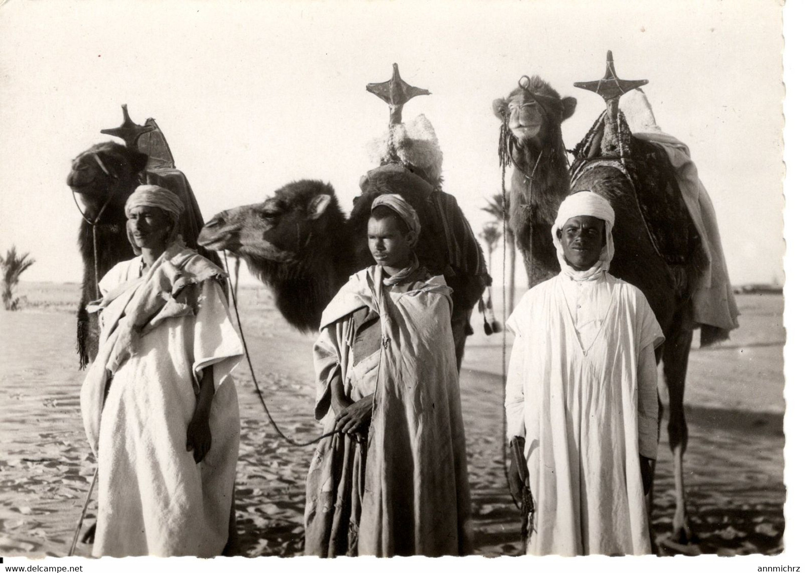 COLLECTION SAHARIENNE TYPE DE CHAMELIERS - Western Sahara