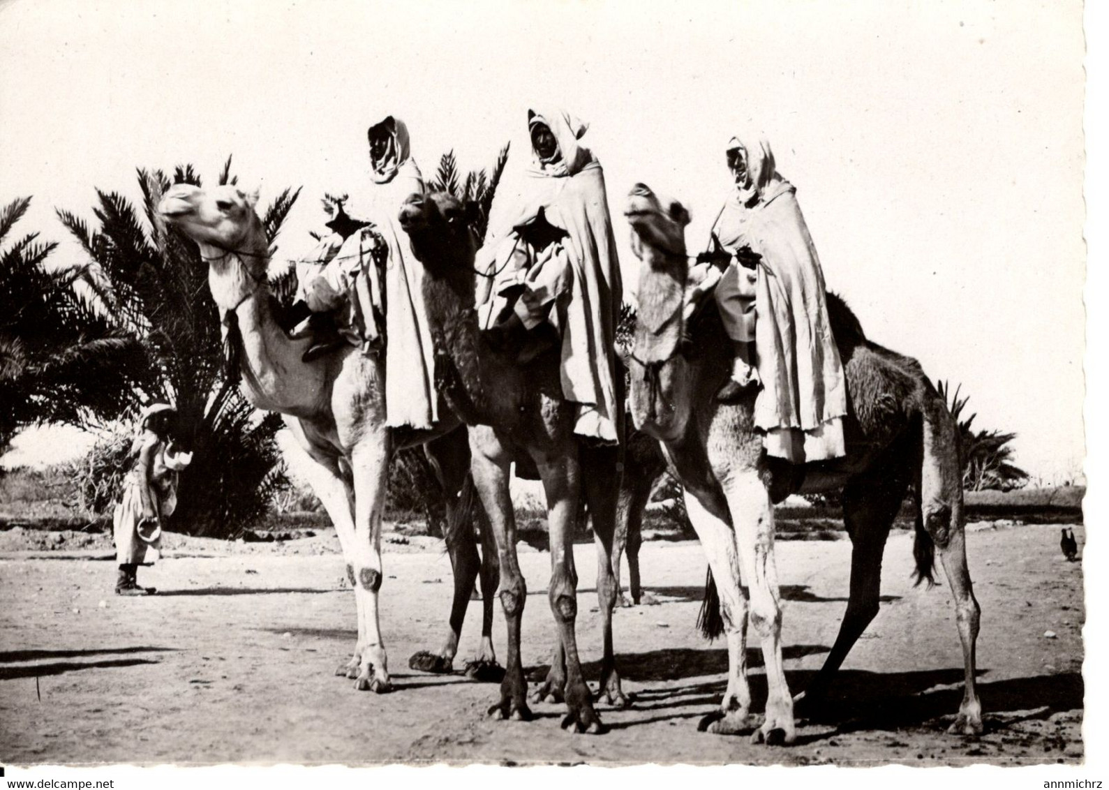 COLLECTION SAHARIENNE NOTABLES INDIGENES SUR LEURS MEHARA - Sahara Occidental