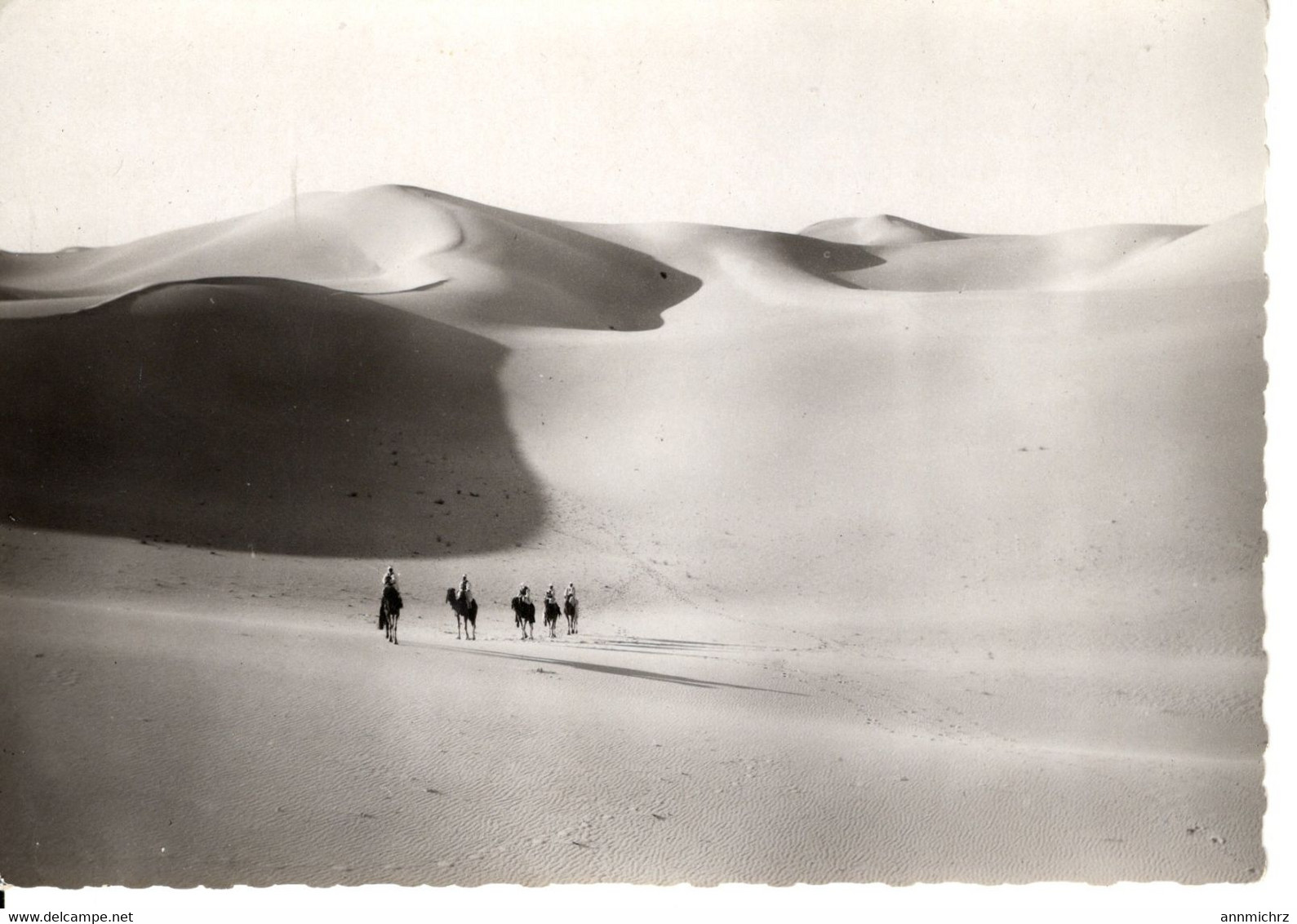 COLLECTION SAHARIENNE DANS L'IMMENSITE DES SABLES - Sahara Occidental