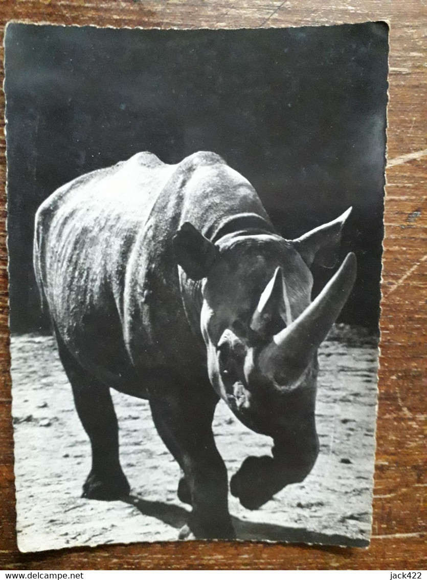 L41/402 RHINOCEROS D'AFRIQUE - Rhinocéros