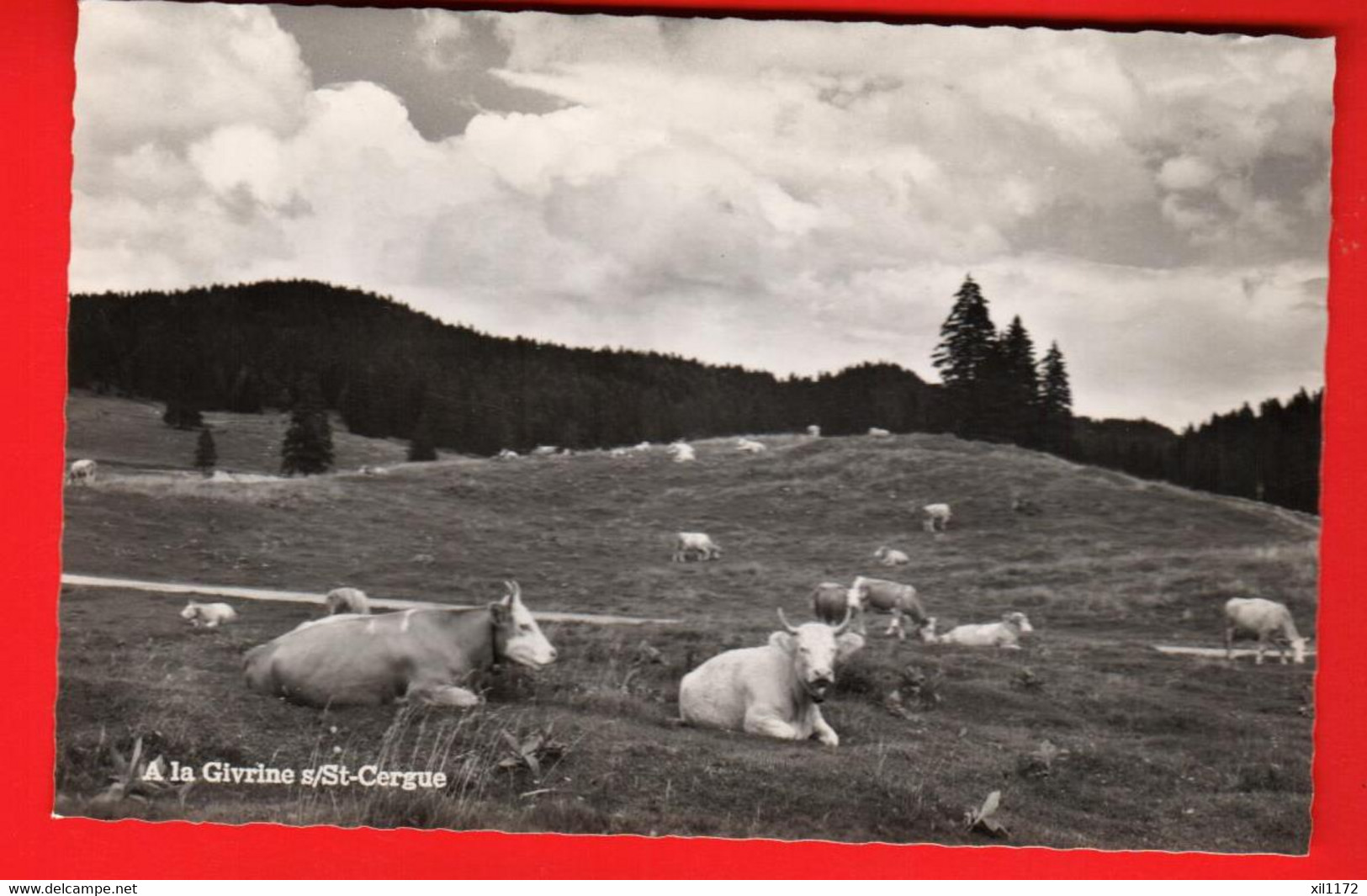 ZUK-08 Alpage Et Vaches à La Givrine Sur Saint-Cergue. Jura Vaudois. Déàriaz 11108 - Saint-Cergue