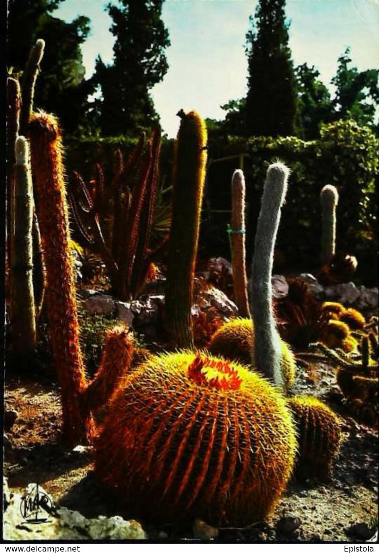 ► Cactus  Eze Village  1974 - Cactusses