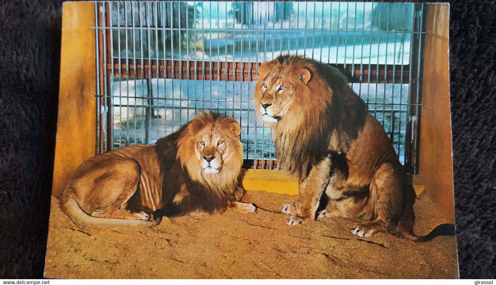 CPSM ZOO LION PARC ZOOLOGIQUE DE MONTEVRAN CHAUMONT SUR THARONNE LIONS DU SOUDAN ED J PERRAGUIN - Lions