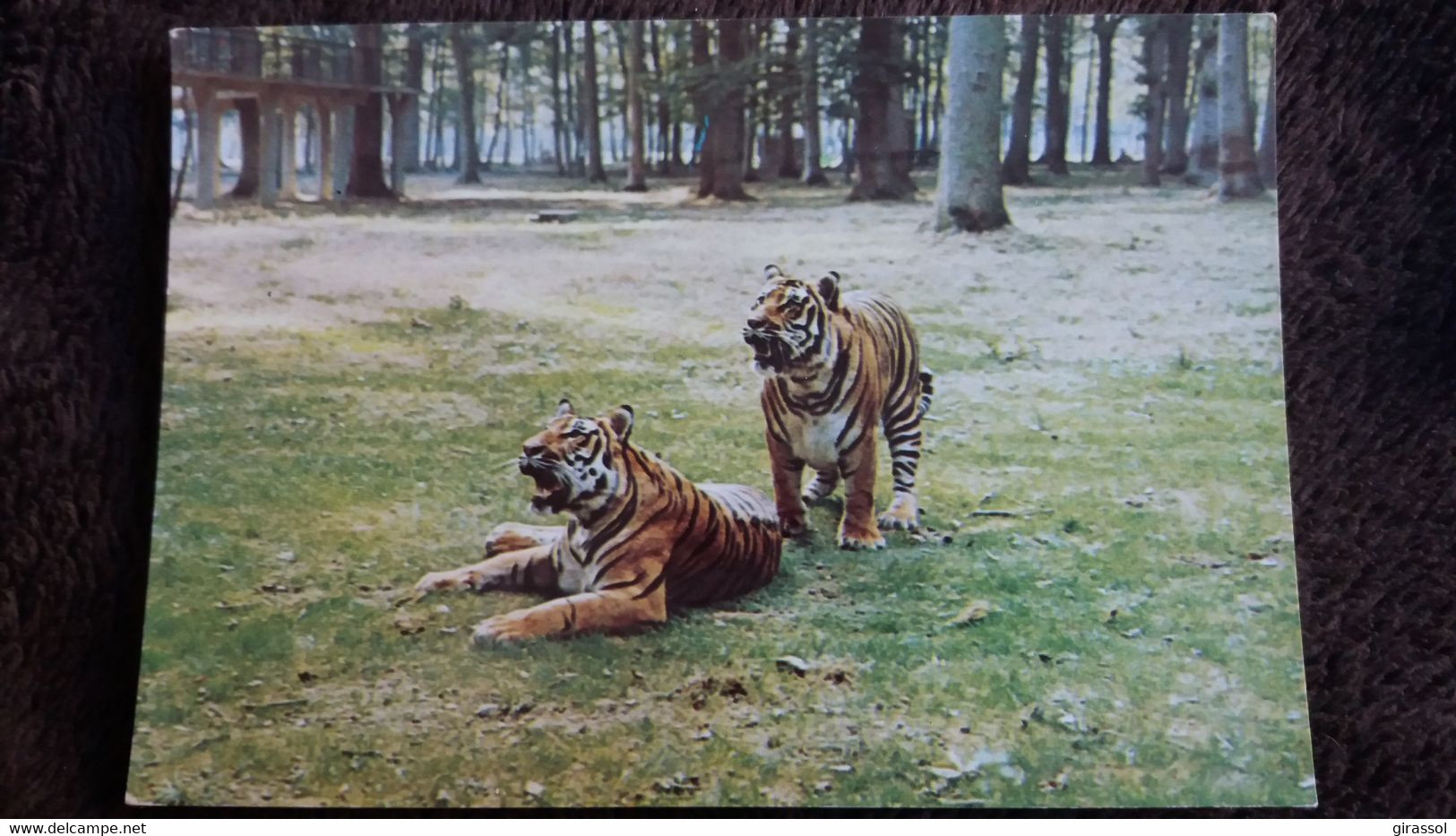 CPM TIGRES EN LIBERTE RESERVE INDIENNE DU CHATEAU DE THOIRY EN YVELINES ED ALPHAPRESS - Tigres