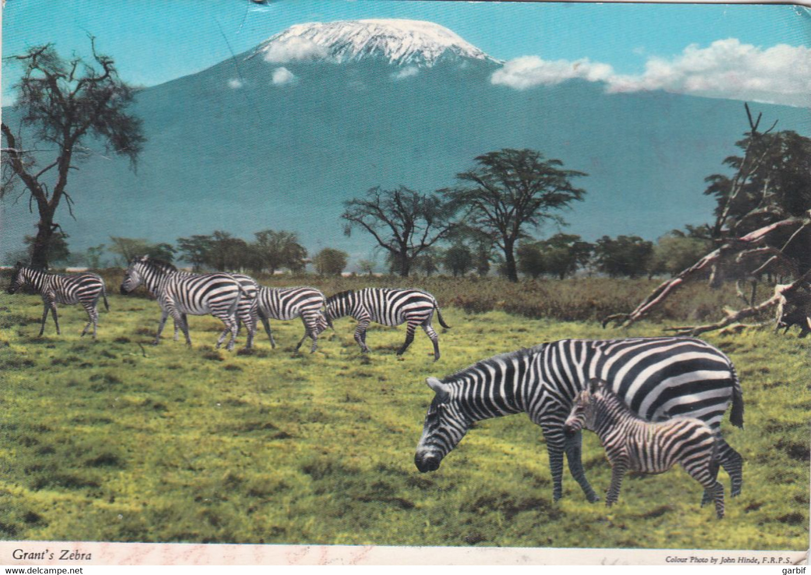 Animali - Zebra - Fg - Zebras