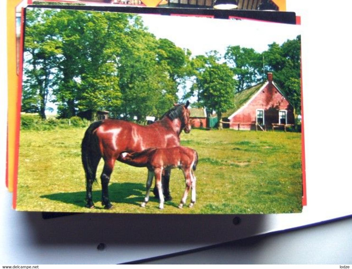 Nederland Holland Pays Bas Ommen Met Paarden Bij Een Landhuisje - Ommen