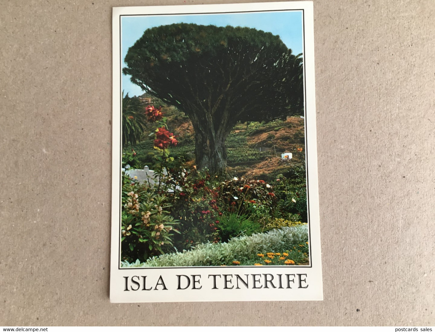 Isla De Tenerife Drago Milenario Drago Tree - Peñón De Vélez De La Gomera