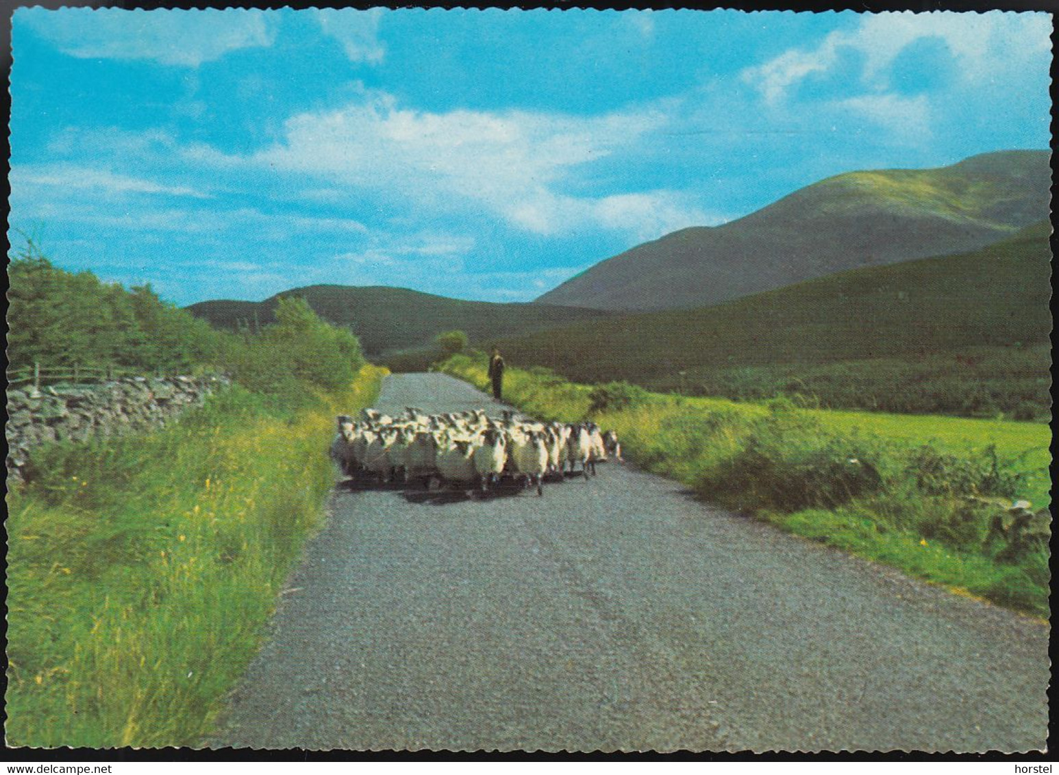 Ireland (North) - Co Down - Shepherding In The Mournes - On The Road - Down