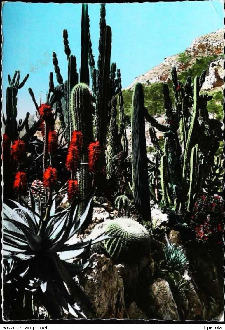 ►  Principauté De Monaco  Jardin Exotique Candélabre Agaye Et Cousin De Belle Mère 1960 - Cactusses