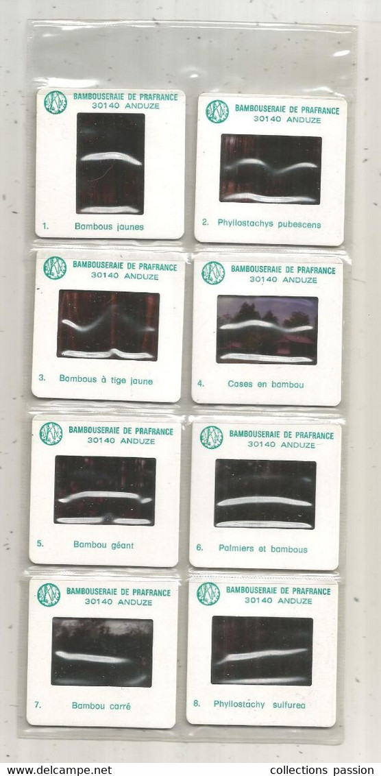 Diapositive, Bambouseraie De Prafrance,  30, ANDUZE, Emballage D'origine,  LOT DE 8 DIAPOSITIVES - Diapositives