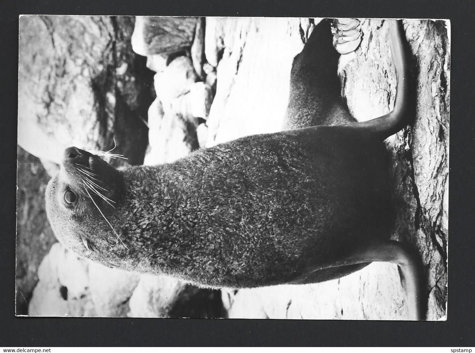 British Antarctic Territory 1978 Real Photo (B & W) Post Card Used Argentine Islands , Graham Land To England - Briefe U. Dokumente